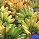 Io, Viviana e le banane: la masturbazione tipica dell'Alto Zaire